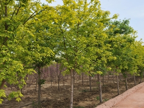 北京金叶复叶槭