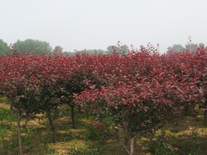 上海红叶赤果